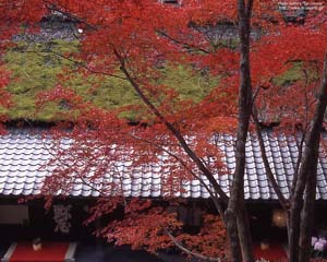 紅葉の平野屋