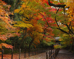 光明寺の紅葉