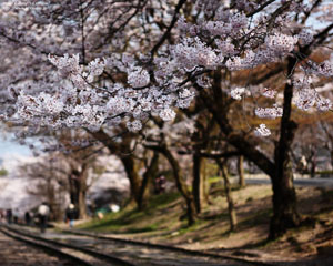 インクラインの桜