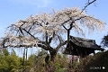 地蔵禅院のサクラ