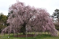 満開の斎王桜