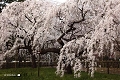 御所桜