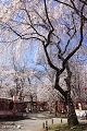 平野神社の枝垂れ