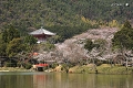 春の大沢池