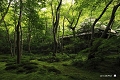 苔むす祇王院