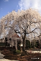 本満寺の桜