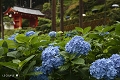 三室戸寺の紫陽花