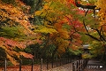 光明寺の紅葉