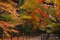 光明寺の紅葉