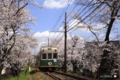 桜のトンネル